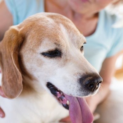 Senior Dog Mentally Active