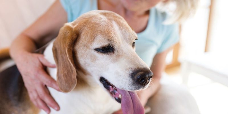 Senior Dog Mentally Active