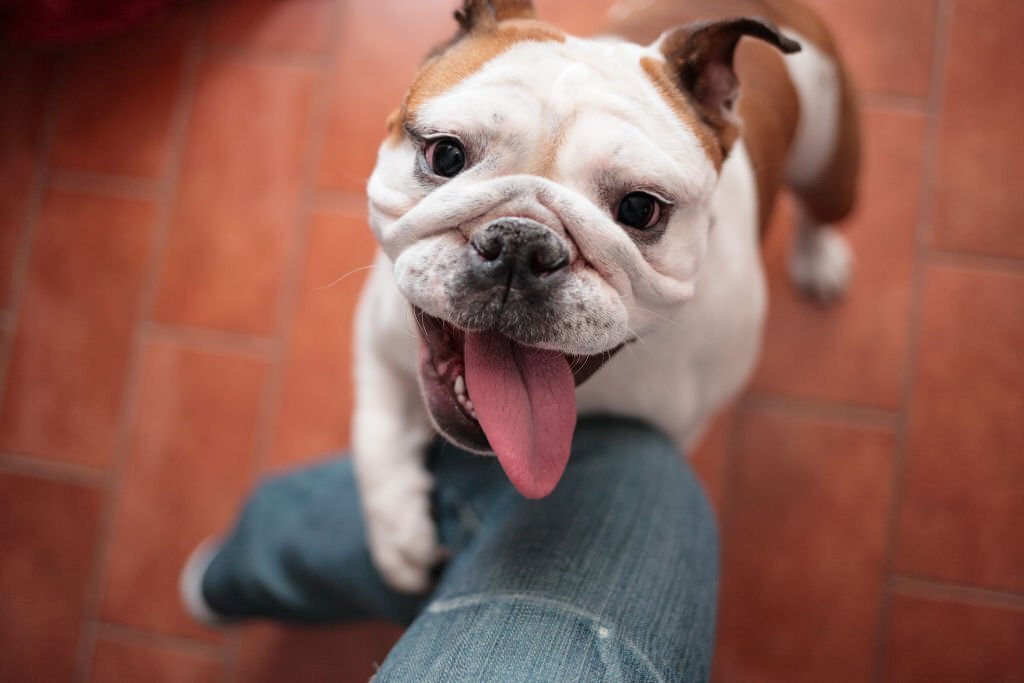 English Bulldog