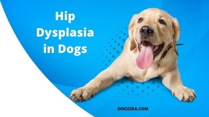 Hip Dysplasia in Dogs