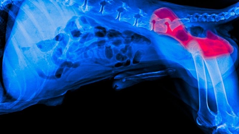 Symptoms of hip dysplasia in dogs