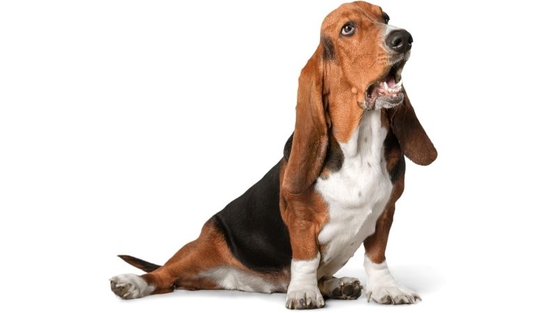 causes of hip dysplasia in dogs