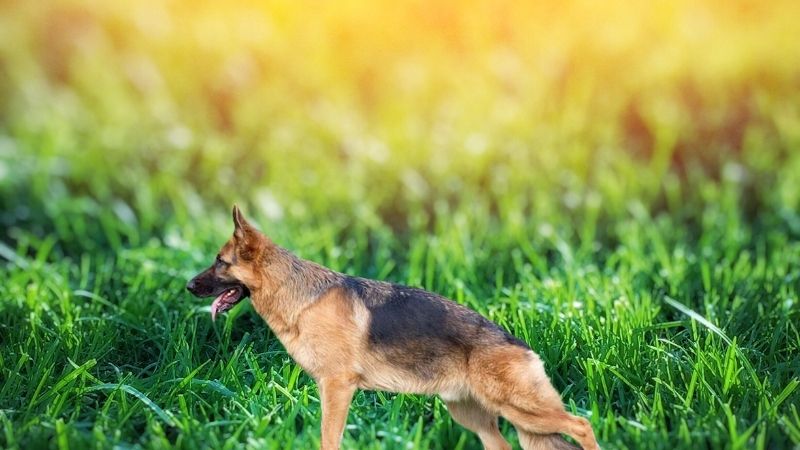 What is dog hip dysplasia