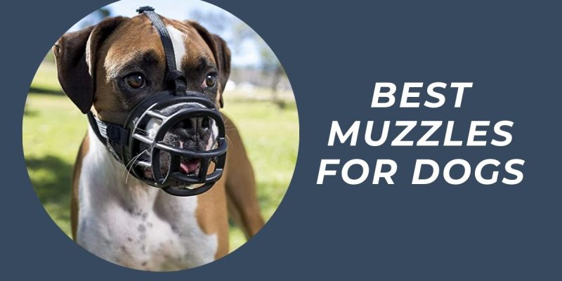 Muzzles for Dogs