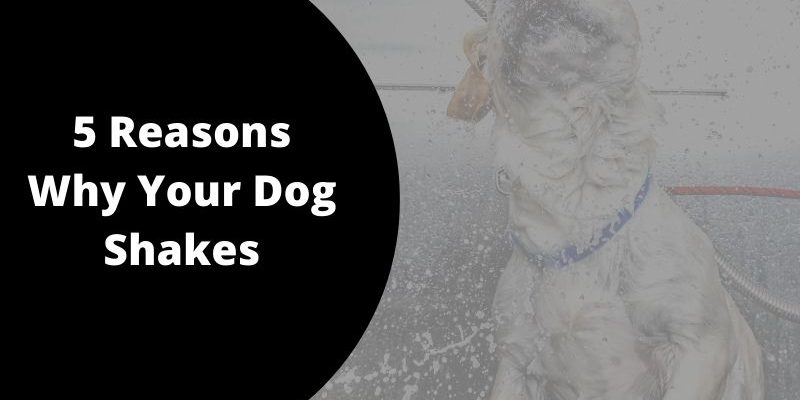 Why Your Dog Shakes