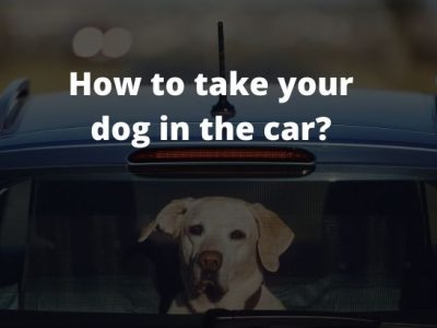 How to take your dog in the car