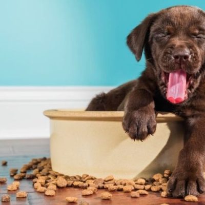 My Dog ​​is Very Demanding With Food