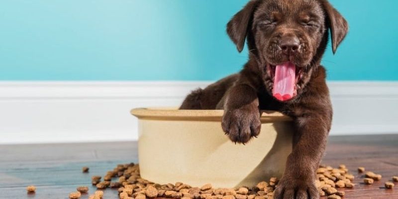 My Dog ​​is Very Demanding With Food