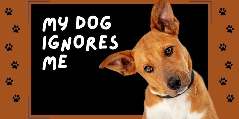 My Dog ​​Ignores Me
