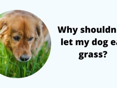 should i let my dog eat grass