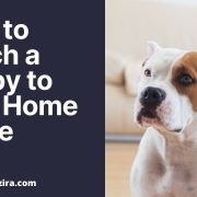 How to Teach a Puppy to Stay Home Alone