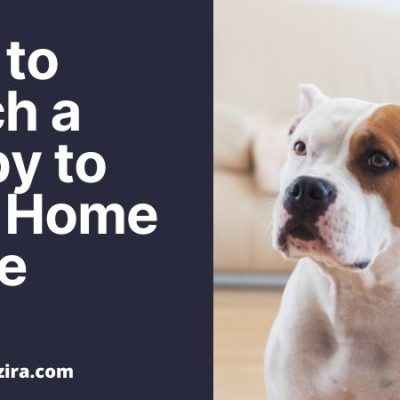 How to Teach a Puppy to Stay Home Alone