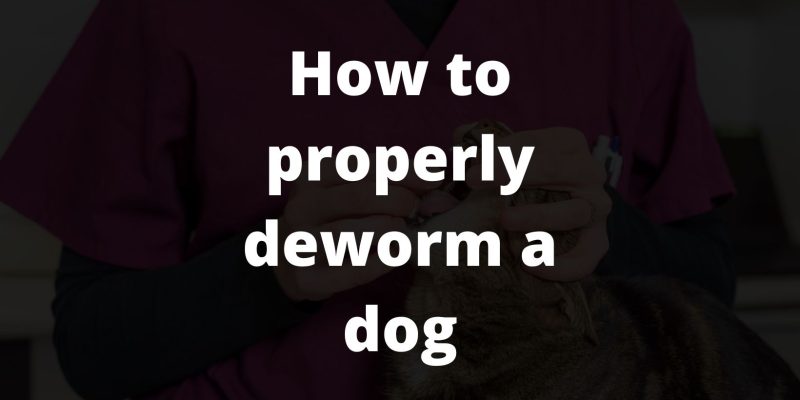 How to properly deworm a dog