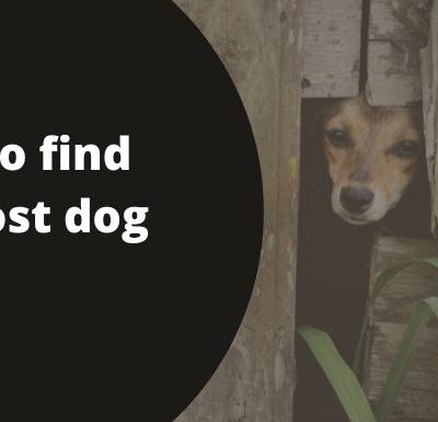 How to find your lost dog