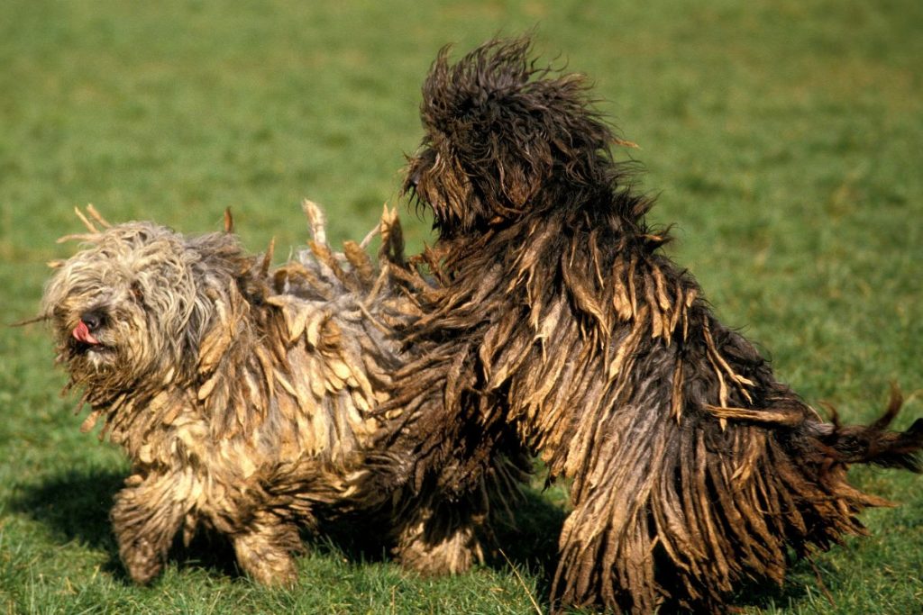 Bergamasco Sheepdog Dog Breed