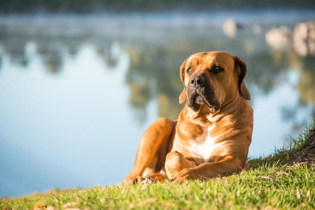 Boerboel Dog Breed