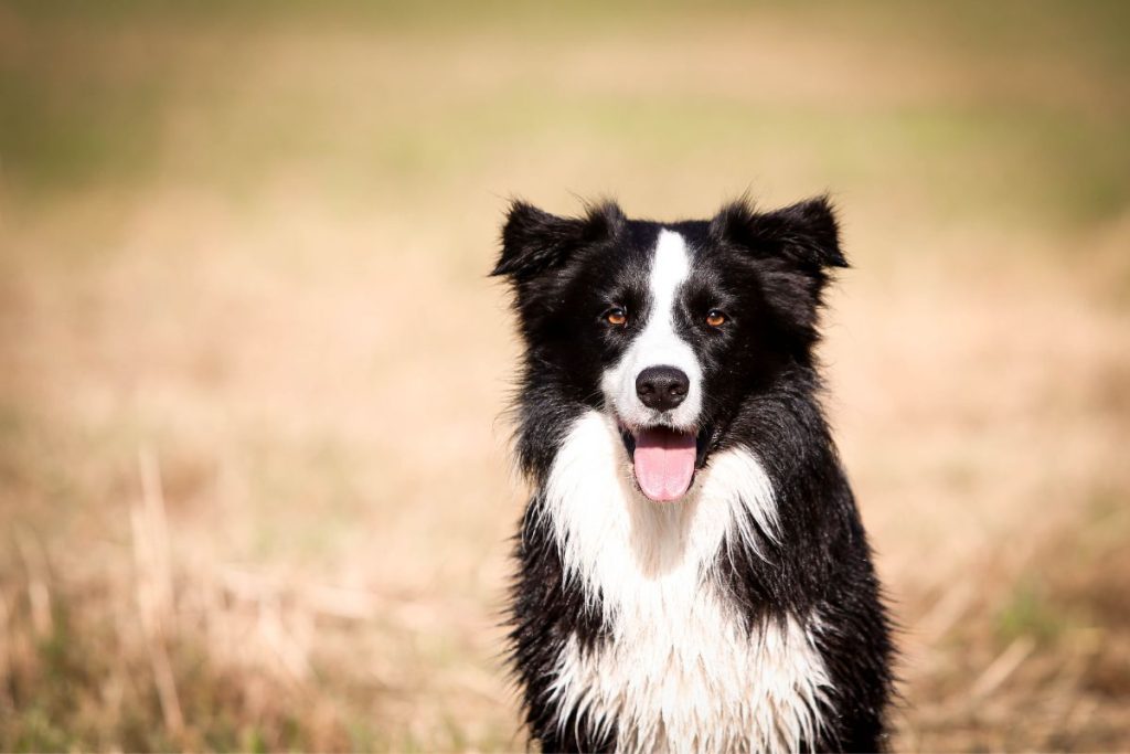 Border Collie dog breed