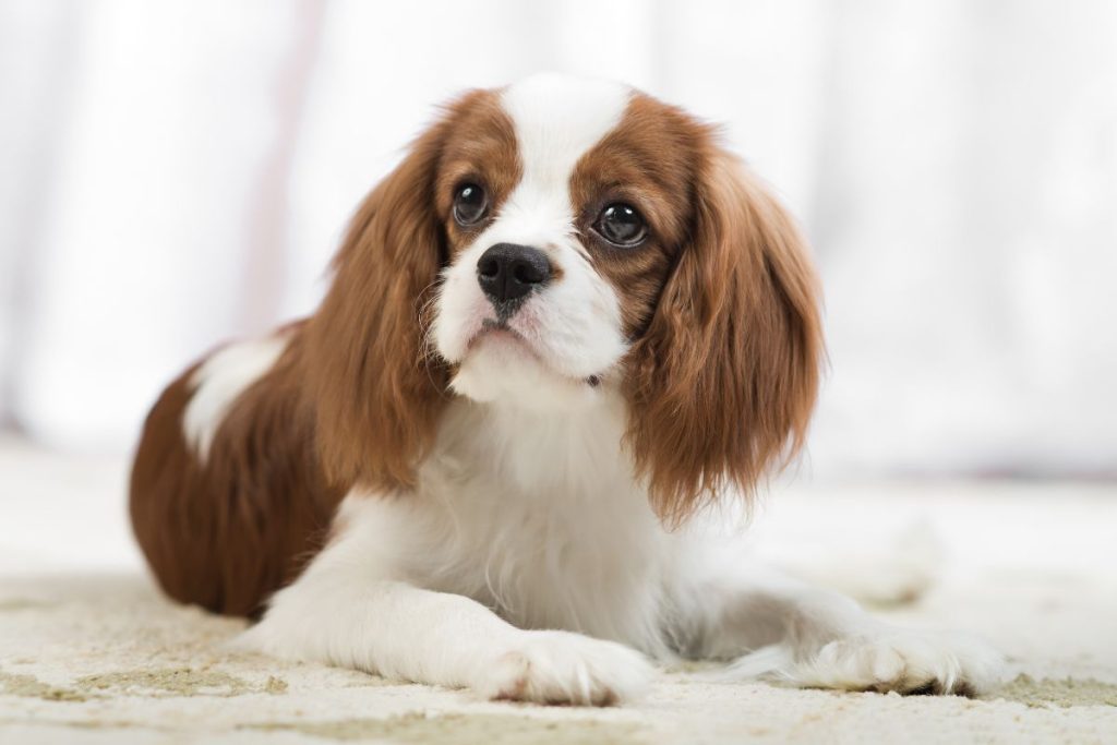 Cavalier King Charles Spaniel