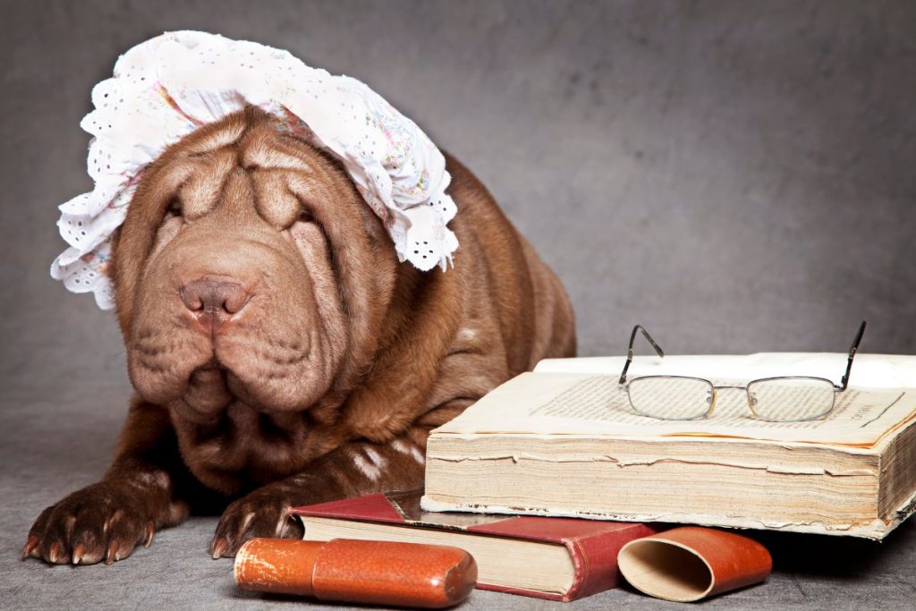 Chinese Shar-Pei dog breed