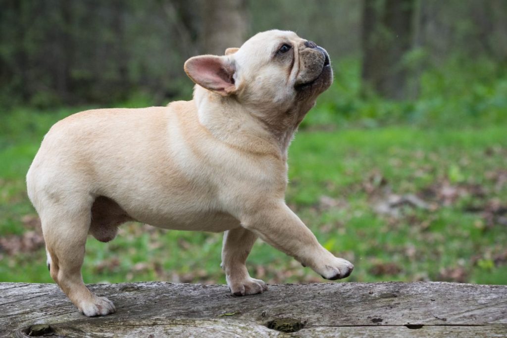 French bulldog Dog Breed