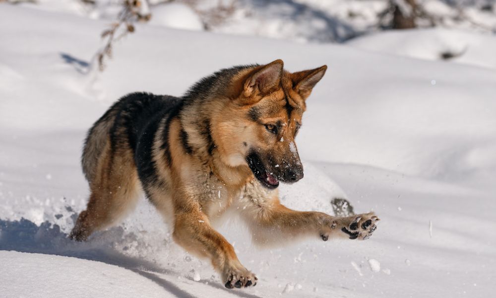 German Shepherd Dog breed