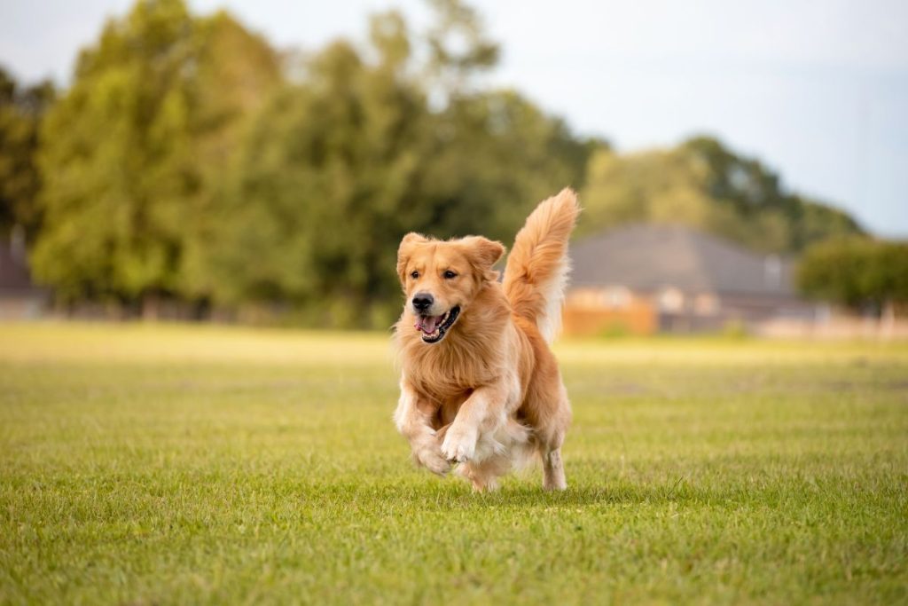Golden Retriever Dog Breed