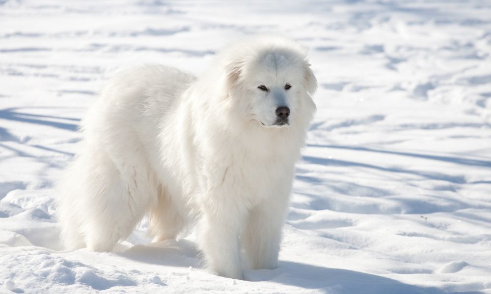 Great Pyrenees dog breed