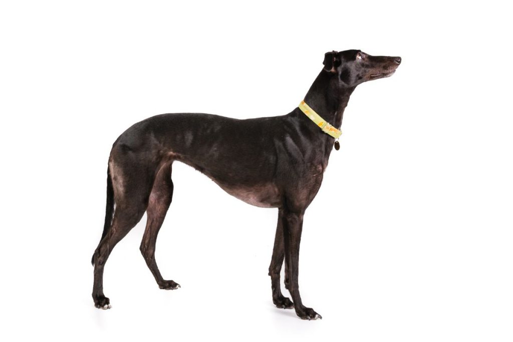 Greyhound dog breed