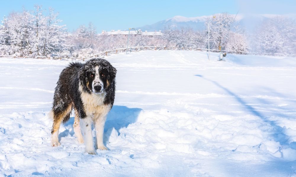 Karakachan dog breed