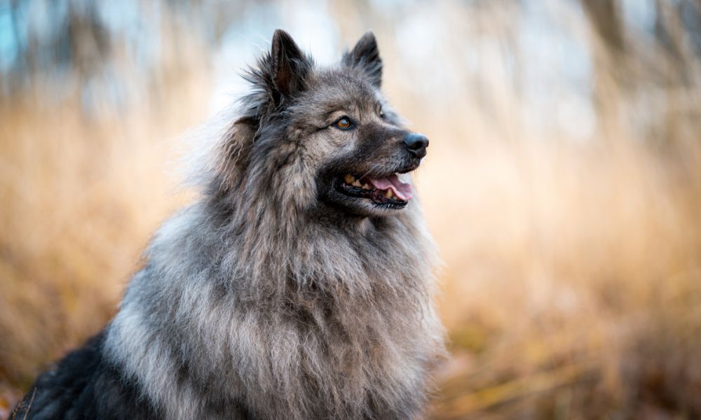 Keeshond dog breed