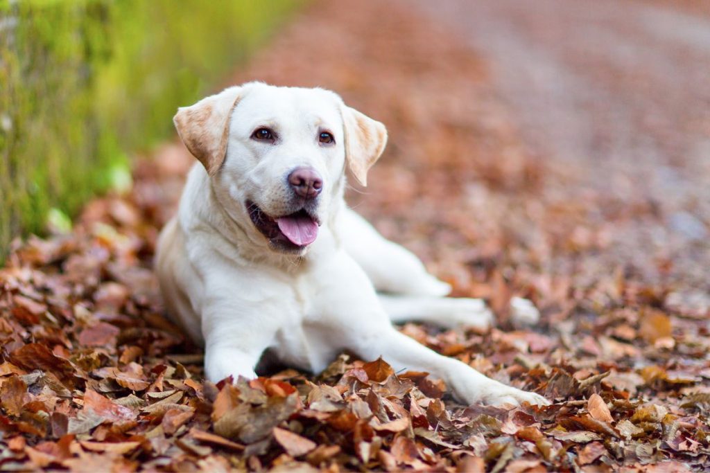 Labrador Retriever Dog Breed