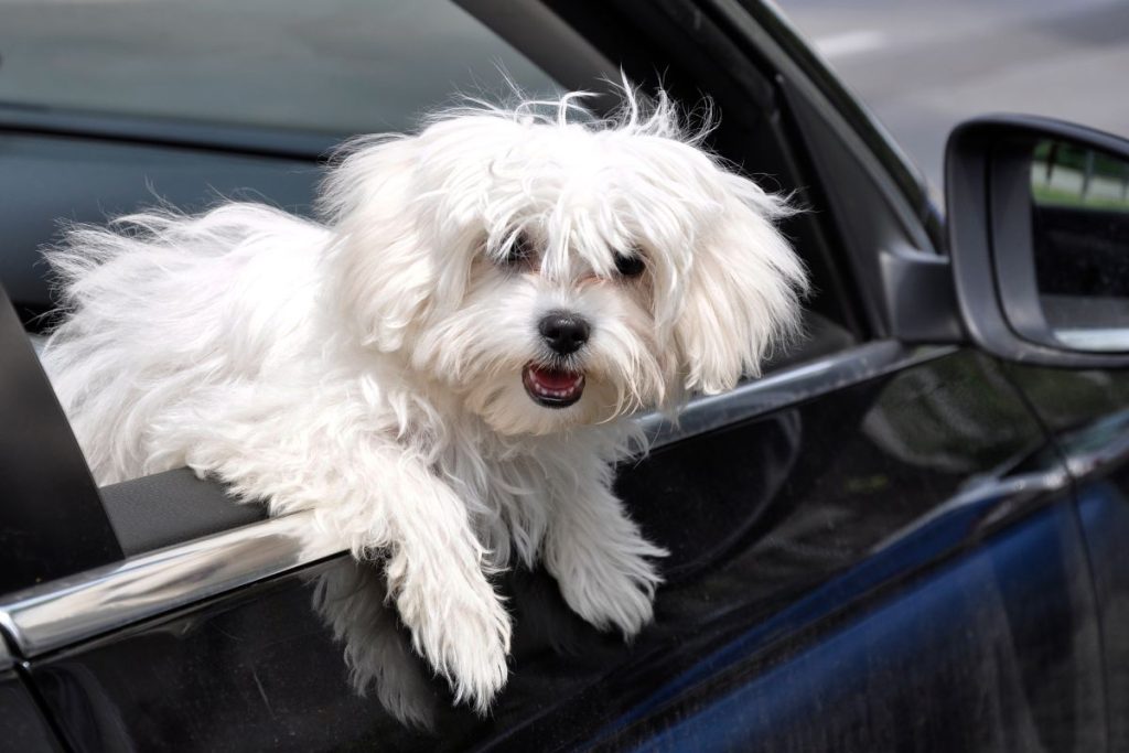 Maltese dog breed
