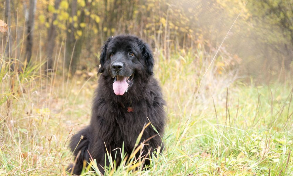Newfoundland dog breed