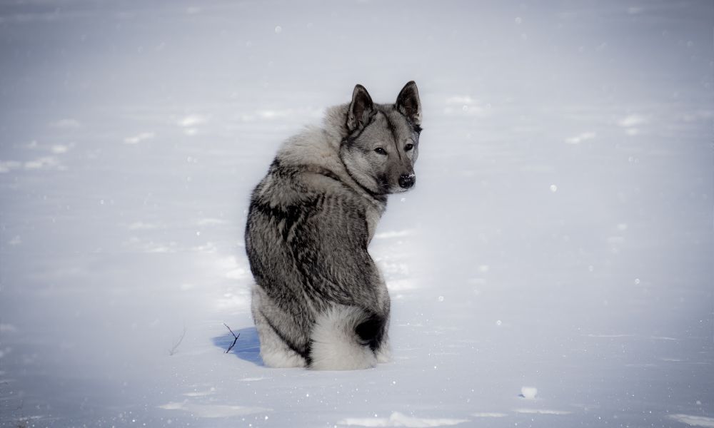 Norwegian Elkhound dog breed