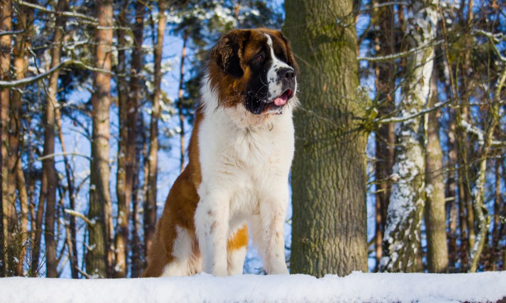 Saint Bernard dog breed
