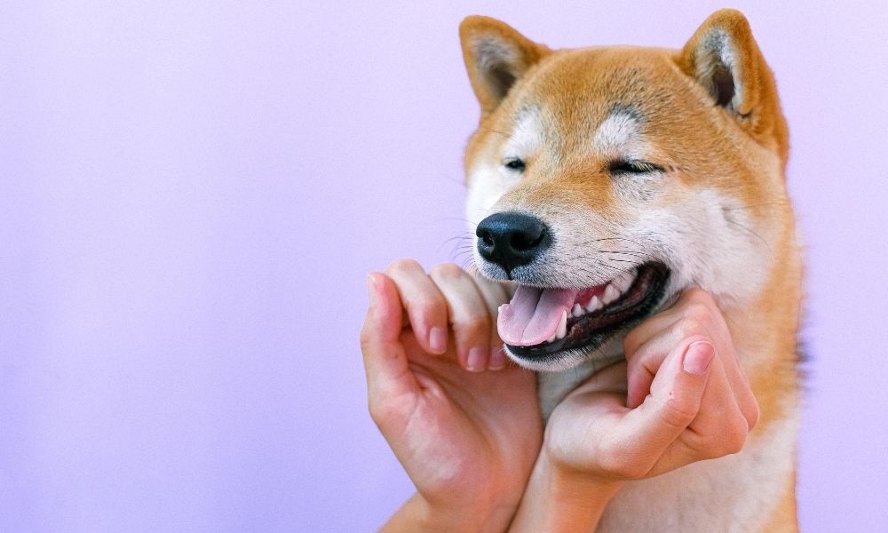 Shiba Inu dog breed