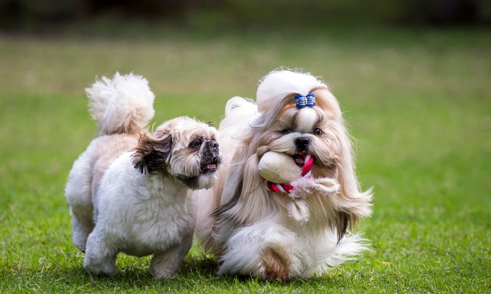 Shih Tzu dog Breed