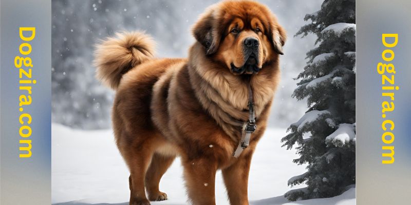 Best Dog Breeds For Cold Weather