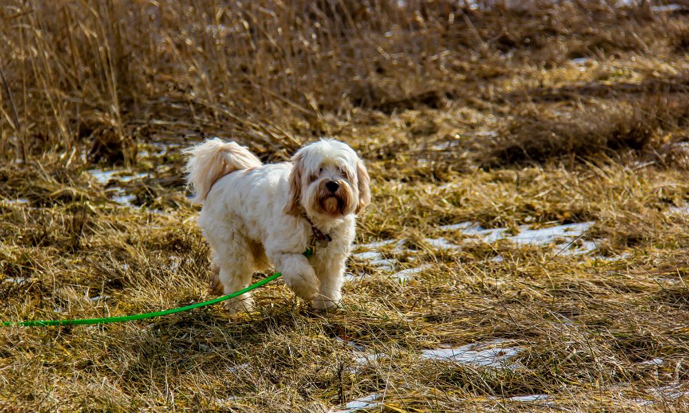 Tibetan Terrier dog breed