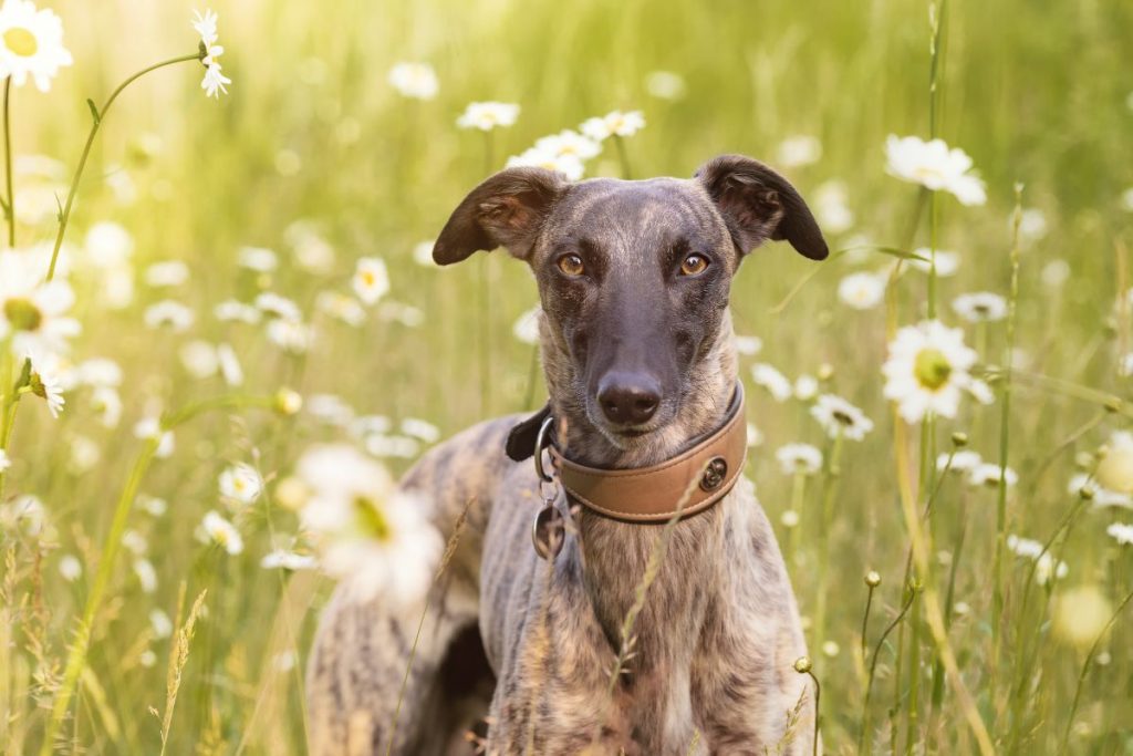 Whippet Dog Breed