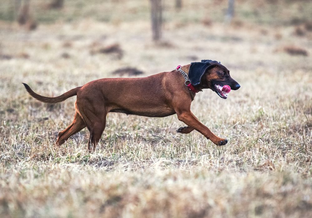 Bavarian Mountain Hound