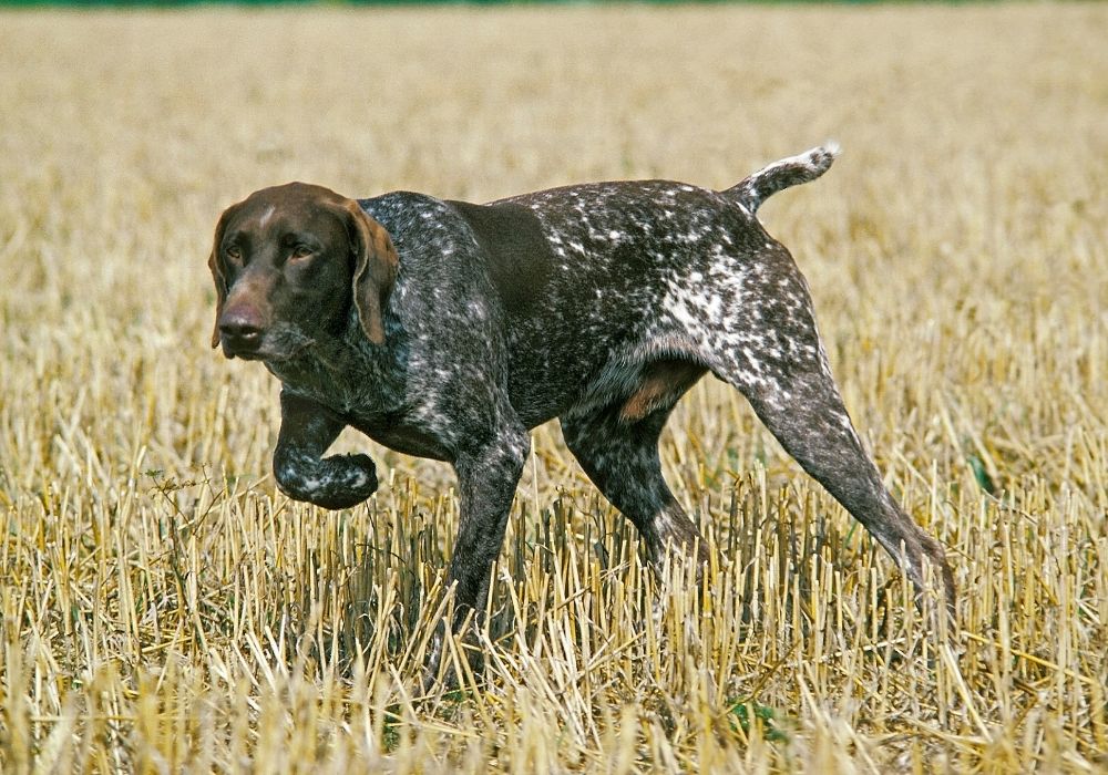 German Shorthaired Pointer