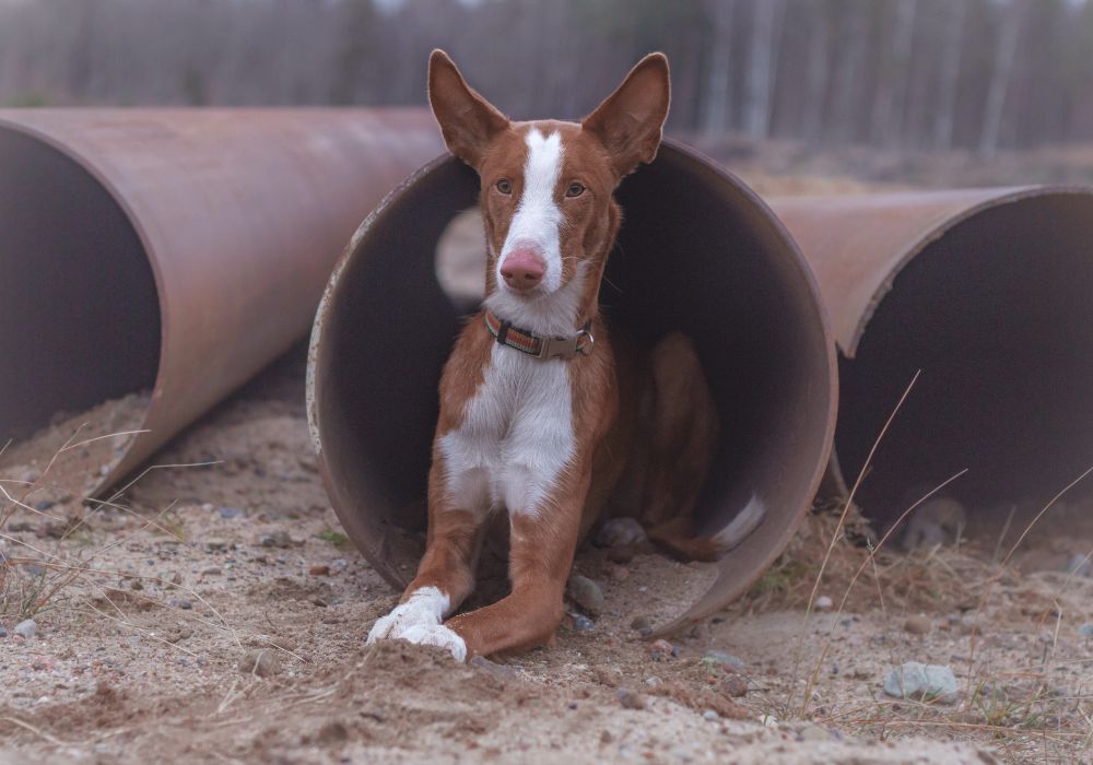 Ibizan Hound