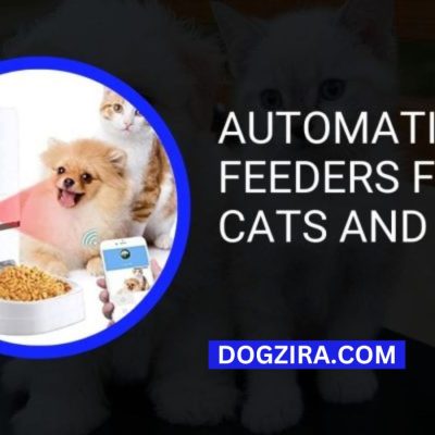Best Automatic Feeders for Dog and Cat