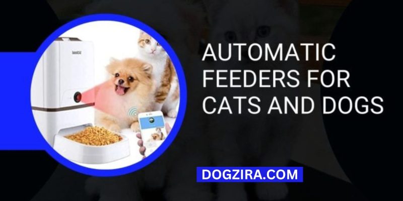 Best Automatic Feeders for Dog and Cat