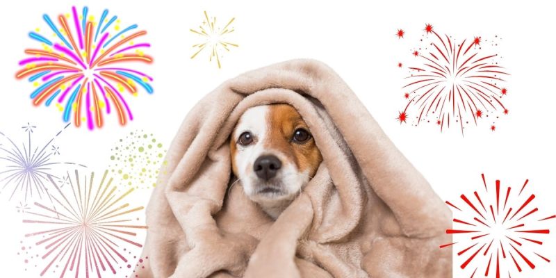 How to Protect Your Dog from Fireworks