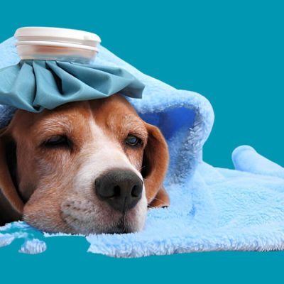 How To Know If My Dog ​​Is Cold