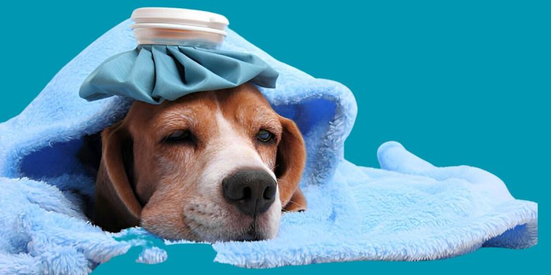 How To Know If My Dog ​​Is Cold