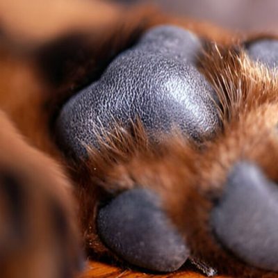 My Dog ​​Licks His Paws A Lot