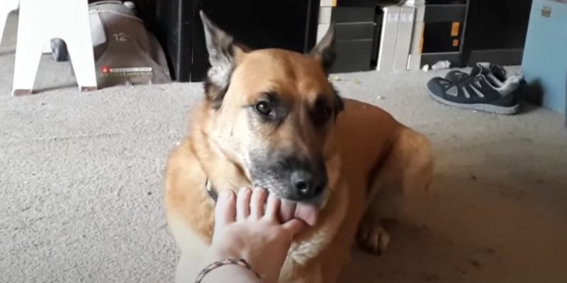 Why Does My Dog Lick my feet